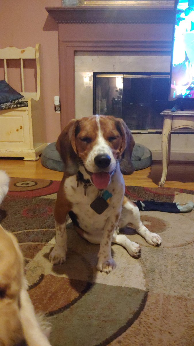 the_beagle_eddy's tweet photo. My #beagle is so devious i can barely keep up with him so hear me out..... what if i get 3 more beagles https://t.co/6LogOBTGiQ