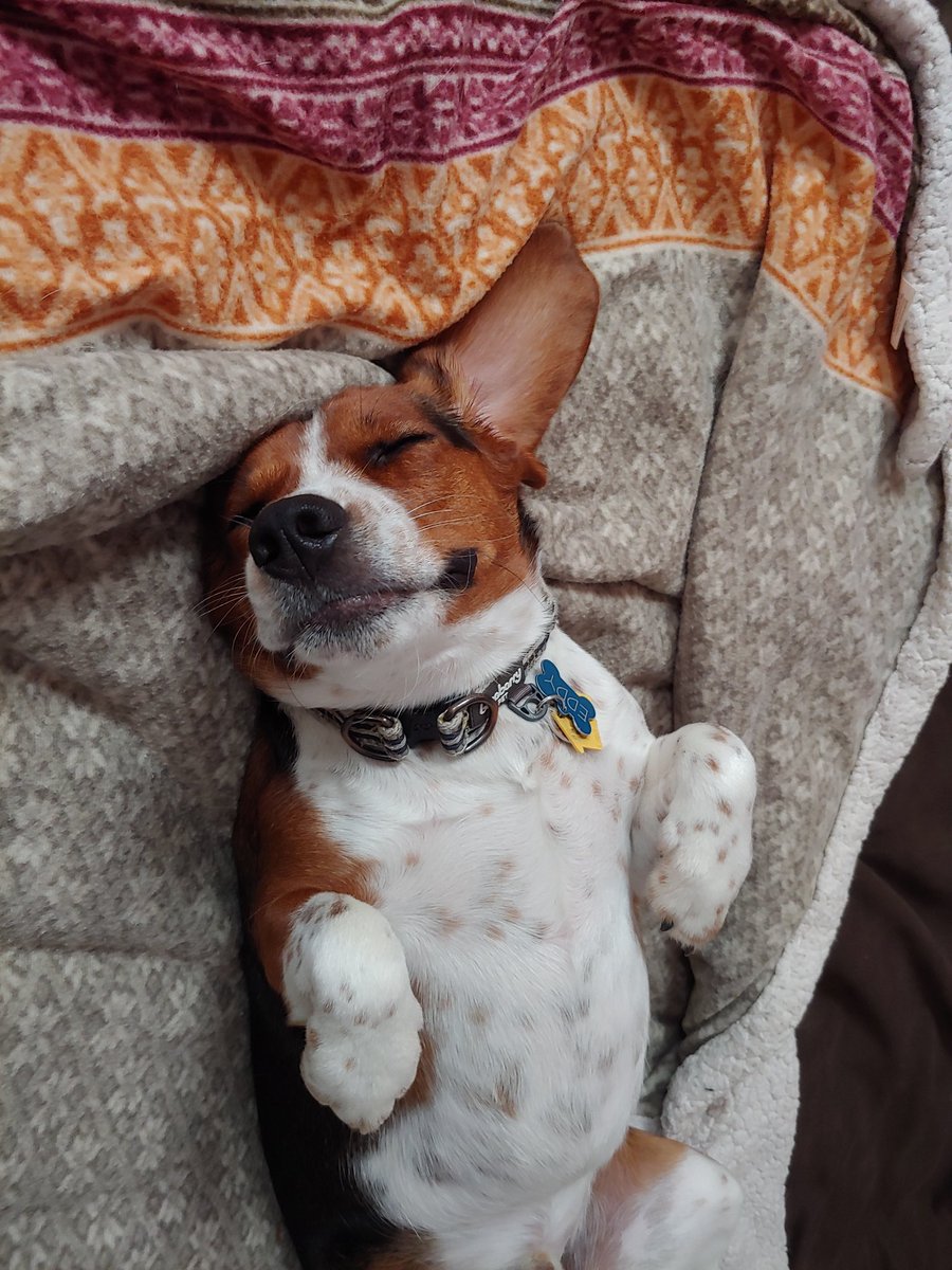 the_beagle_eddy's tweet photo. My #beagle is so devious i can barely keep up with him so hear me out..... what if i get 3 more beagles https://t.co/6LogOBTGiQ