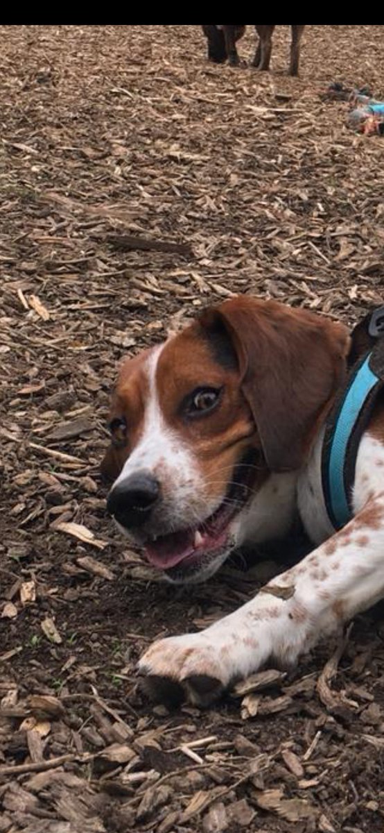 the_beagle_eddy's tweet photo. My #beagle is so devious i can barely keep up with him so hear me out..... what if i get 3 more beagles https://t.co/6LogOBTGiQ