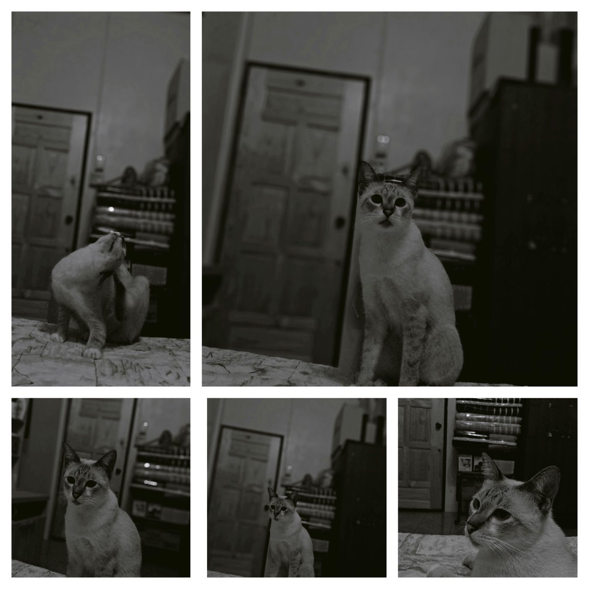 teeindar's tweet photo. The shutter of happiness📸
#LittleCat #Cat #Animal #Cute #Dark #Dark #Shrinker #Photo #Gray #World #We #You #Sad
#Psychology #vsco #catme🖤
🍁 https://t.co/Qly4cQPYWp
