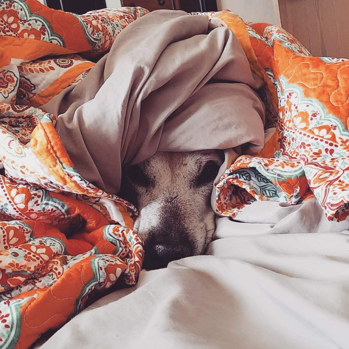 Original_GESHBA's tweet photo. It's my birthday!
That means I get triple supper.
Because I'm a good girl.
Those are the rules.

BUT - that also means I may have to move from my super cozy spot.

If I've learned anything in my 14 years, it's that life forces you to make pretty hard choices sometimes. https://t.co/0qe7WzSGlQ