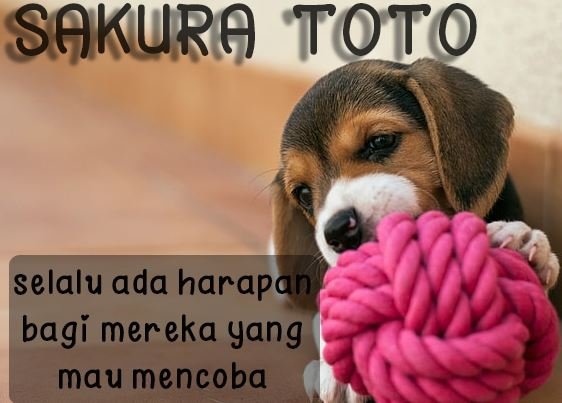 Sakuratoto1's tweet photo. ANDAR ONLINE AMAN DAN TERPERCAYA SAKURATOTO #terimakasihpln #5YearsWithEXOL #MeaningfulSeungyounDay #matilampulagi #SAKURATOTO #GRUPSAKURA #SAKURAGRUP #SAKURA #WinterBear #LIVNOR #Epiphany1stAnniversary #IPurpleYou1000 #NetTV  #YNWA  #Istanbul  #LIVCHE https://t.co/w77JaBjp2z