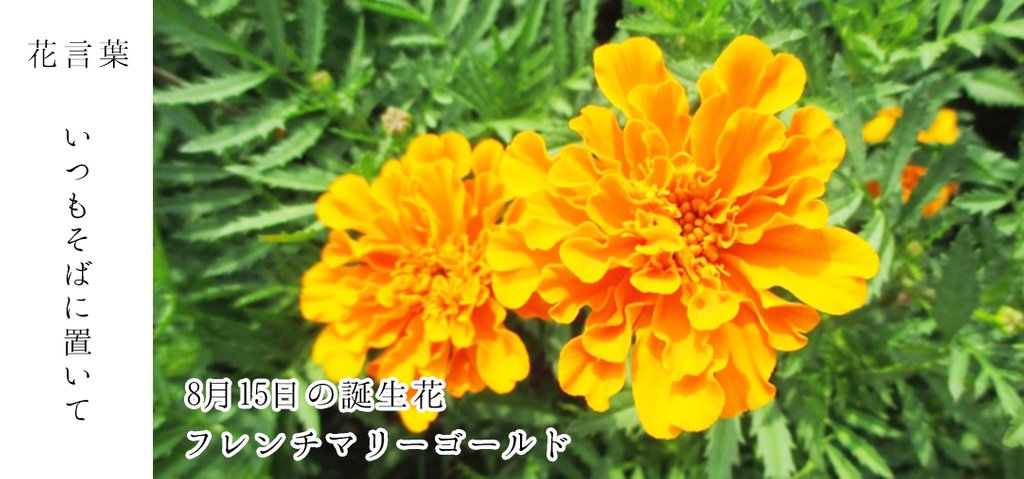 花キューピット I879 Com 公式 山下智久さんが届けます 母の日特別お届けキャンペーン 8月15日の誕生花 フレンチマリーゴールド お誕生日おめでとうございます 花言葉 いつもそばに置いて フランス王室の庭園で育てられたことが由来 あなた