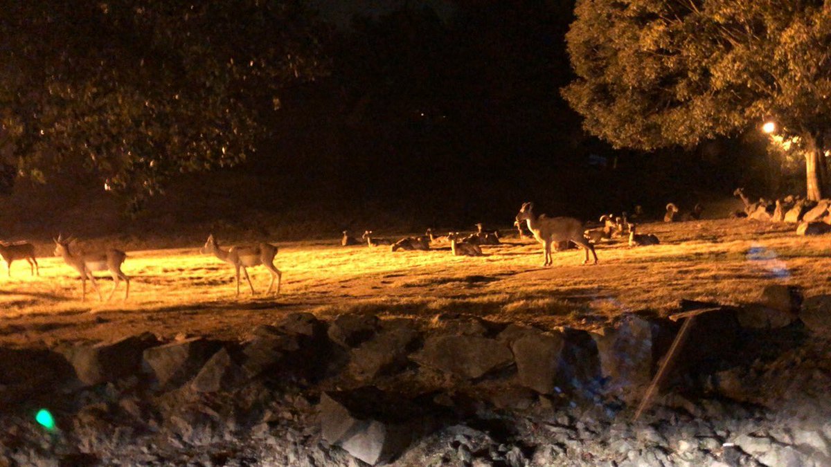 yuppii_pokego's tweet image. 久しぶりに姫セン行ってきました🐘
夜の動物が見れるナイトサファリは圧巻でした！

#ARplus でポケモンとコラボを狙ったものの…難しい…
#GOsnapshot