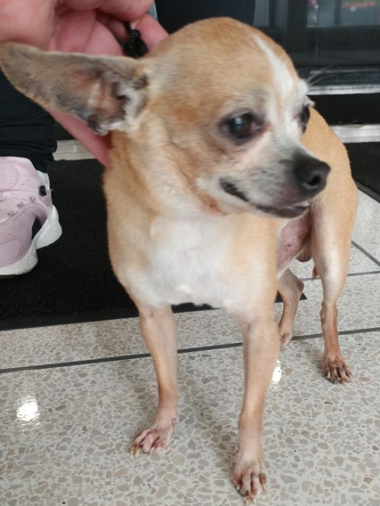 Lost Dogs Illinois On Twitter Is This Your Lost Dog Chicago