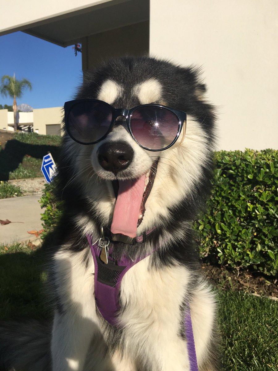 Mondoodle04's tweet photo. @KatelynJ155 https://t.co/CYUhZss82Q