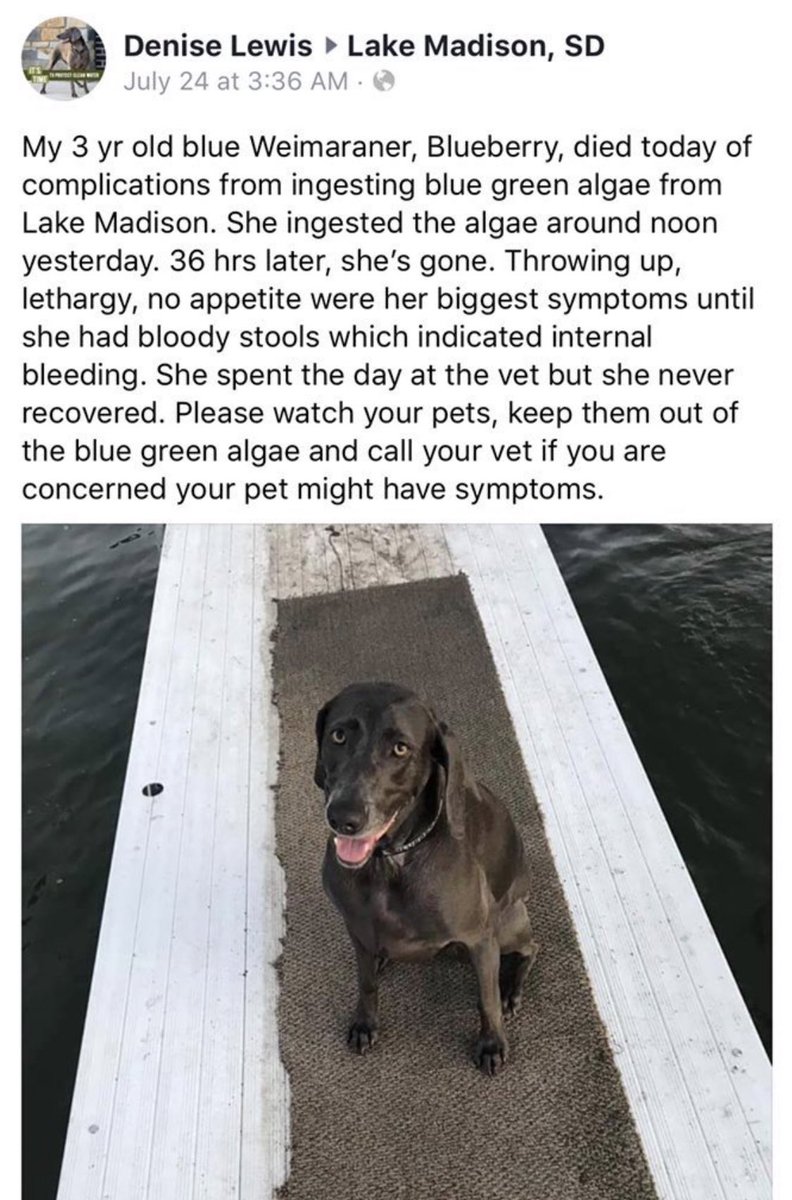 KendallRaeOnYT's tweet photo. WARNING to dog owners: This is upsetting but very important. Tons of dogs across the country have been dying from swimming in standing freshwater that contains blue green algae. This can kill them very quickly. Be careful where you are letting your dog swim during warmer months. https://t.co/ugKdLa4LXz