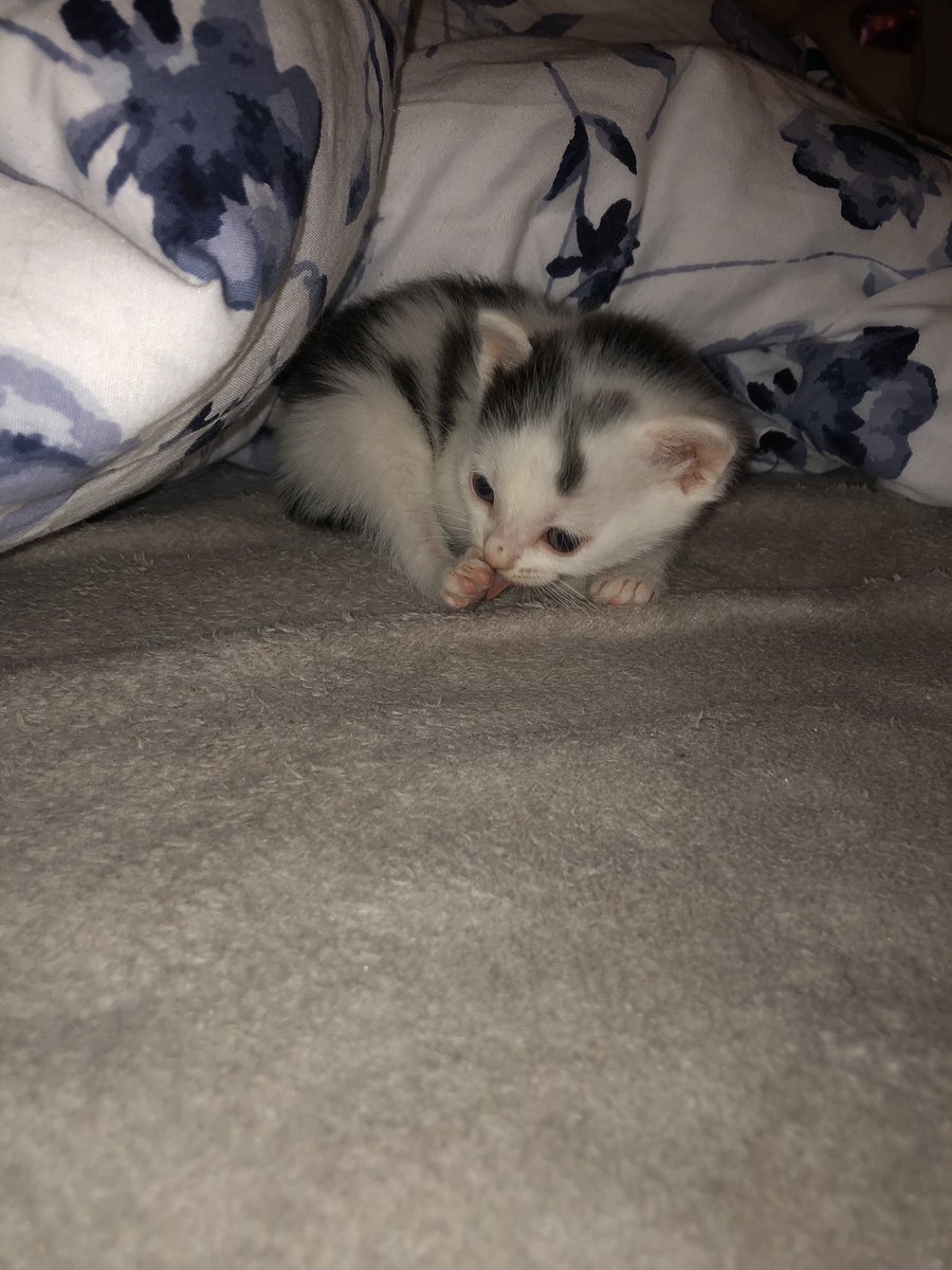 tzons_giirl's tweet photo. Mein kleines Sorgenbaby hat sich so gut entwickelt und nimmt auch endlich zu. 
Es war echt sehr kritisch aber wir haben alles gegeben &amp; meine Mutter kann sich nicht mehr von ihm trennen 🥺😂 https://t.co/LwkJqyfKdd