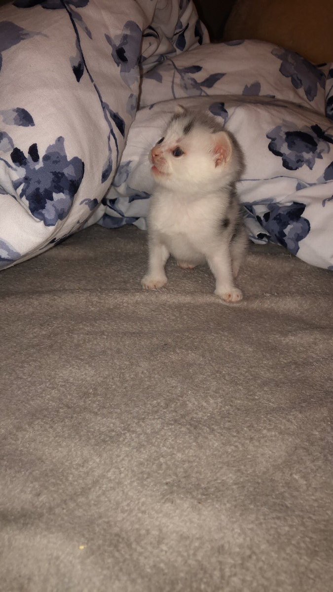 tzons_giirl's tweet photo. Mein kleines Sorgenbaby hat sich so gut entwickelt und nimmt auch endlich zu. 
Es war echt sehr kritisch aber wir haben alles gegeben &amp; meine Mutter kann sich nicht mehr von ihm trennen 🥺😂 https://t.co/LwkJqyfKdd