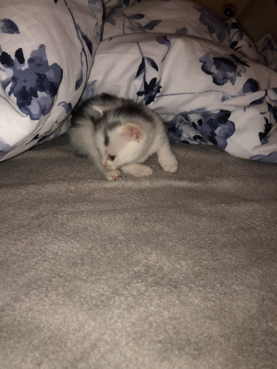 tzons_giirl's tweet photo. Mein kleines Sorgenbaby hat sich so gut entwickelt und nimmt auch endlich zu. 
Es war echt sehr kritisch aber wir haben alles gegeben &amp; meine Mutter kann sich nicht mehr von ihm trennen 🥺😂 https://t.co/LwkJqyfKdd