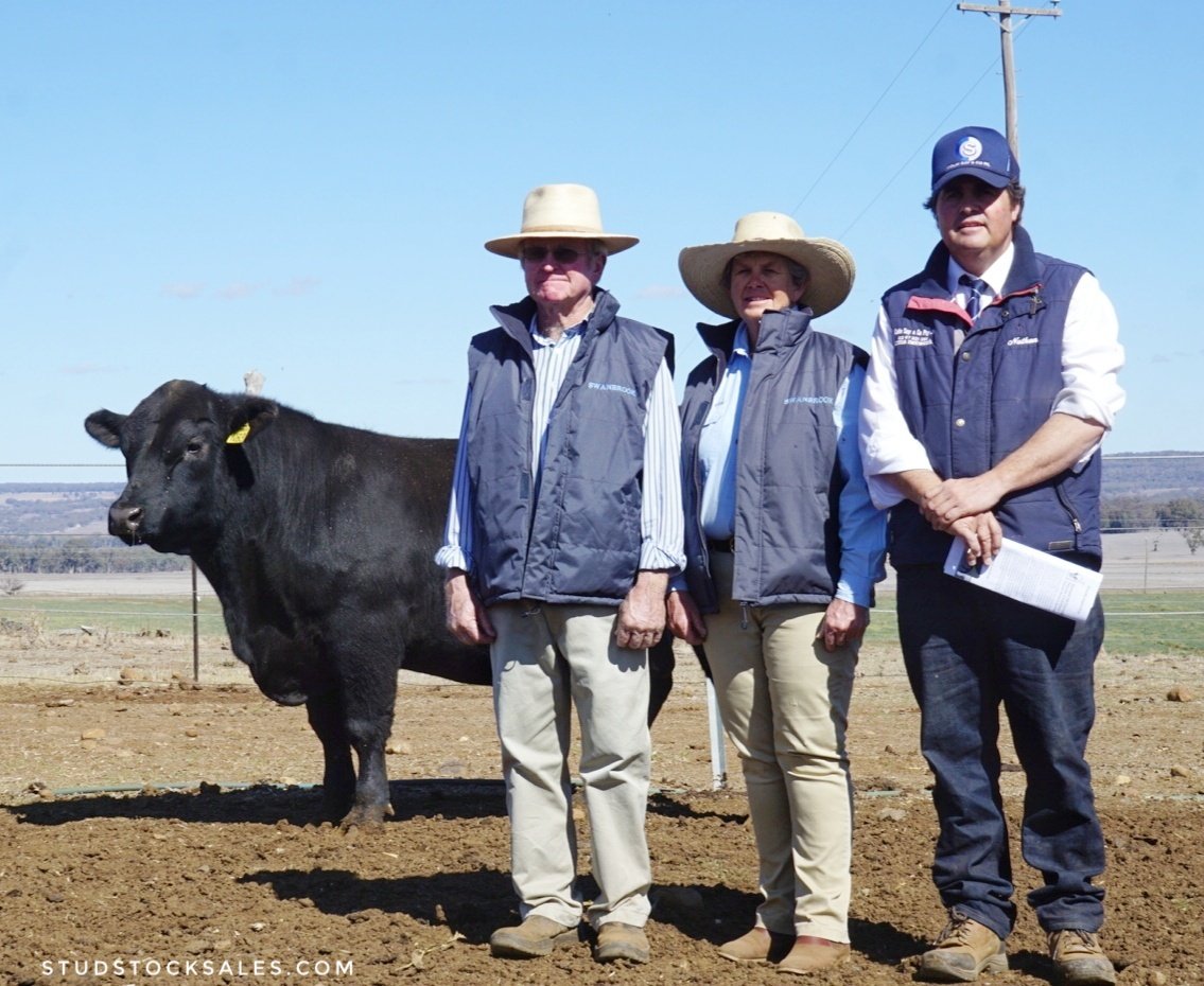 struanp's tweet photo. Swanbrook Angus Bull Sale, NSW - 19/26 bulls sold to $7000 (Lot 5. Swanbrook Genesis N83) &amp; av. $4529. https://t.co/wjH8AjrUOW