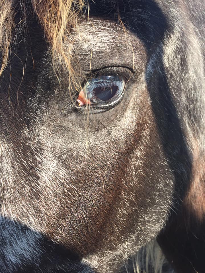 EqceteraGame's tweet photo. Even though this is the month of the Shetland, we dare not forget about the other ponies out there. This little girl has reached the ripe old age of 34! And she is a wild pony to boot!
https://t.co/cx9FbMhUk6
#OuterBanks #WildPony #ShetlandMonth #EqceteraGame https://t.co/NOUoRlqZLV