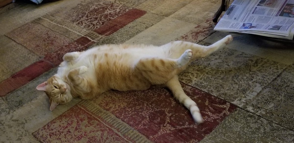 ShinoTheCat1's tweet photo. Ahhhhh...it's the weekend! #scratchmybelly #jellybelly #relaxitstheweekend #catsoftwitter #cutecat #rescue #catpics #cat https://t.co/TpnWeOyEy4