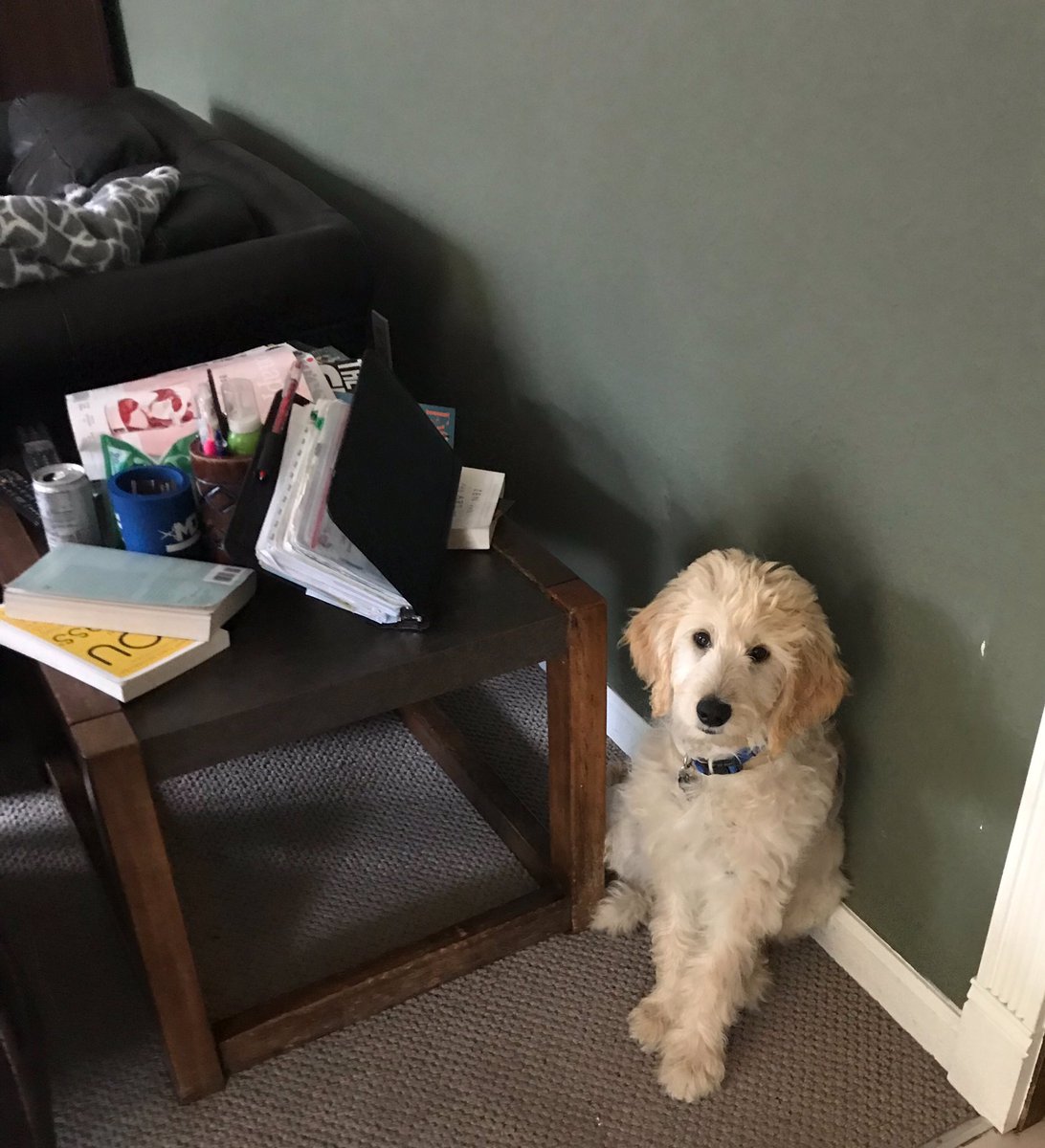 writesociety's tweet photo. “What? I didn’t do anything. Your books were in the way of my quest for table crumbs.” @RedZoneSports1 #classicchamp #goldendoodle #puppyantics #thisis4months https://t.co/lRRbQX25rE
