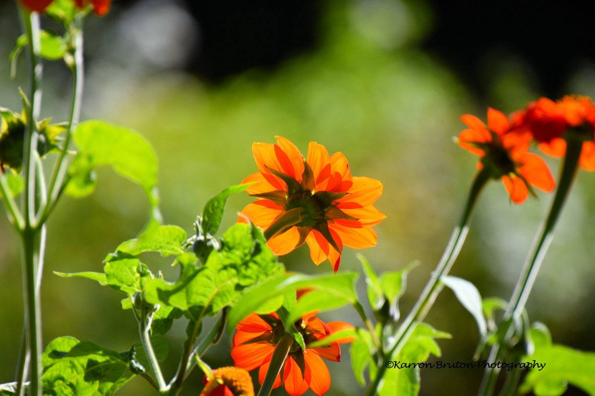 There are always flowers for those who want to see them.
Henri Matisse