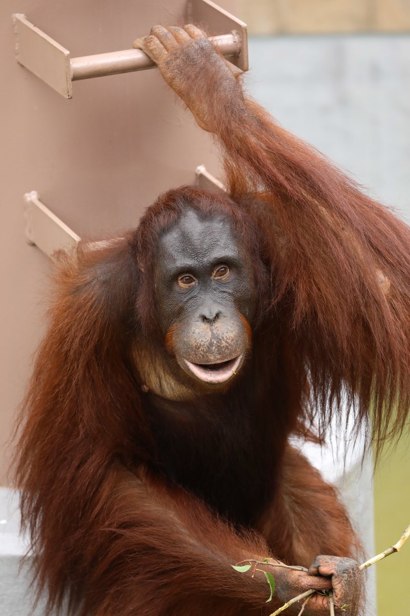 毒蛇駆除のために沼に入ったら目の前にオランウータンが来て手を差し伸べてきた これは断れない 握力すごくなかった 2ページ目 Togetter