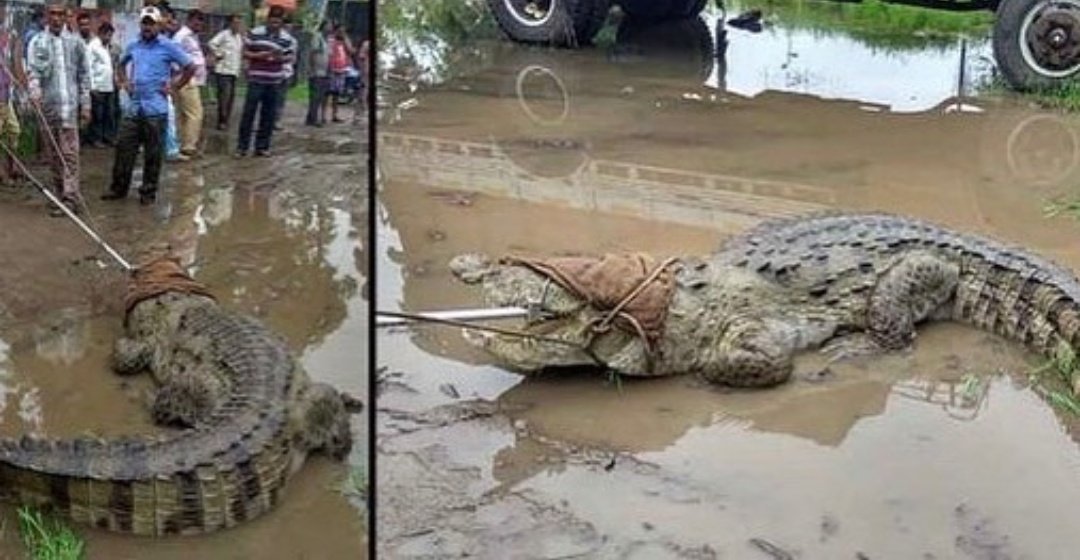 _NirmaL45's tweet photo. Crocodiles were caught on the road in #Vadodaracity.
,
Vadodara' s public started playing ,
#ManVsWild before the #Modiji s  episode arrived...

@narendramodi @PMOIndia 
@BearGrylls @NikunjKadam https://t.co/BcsDWWZrLX
