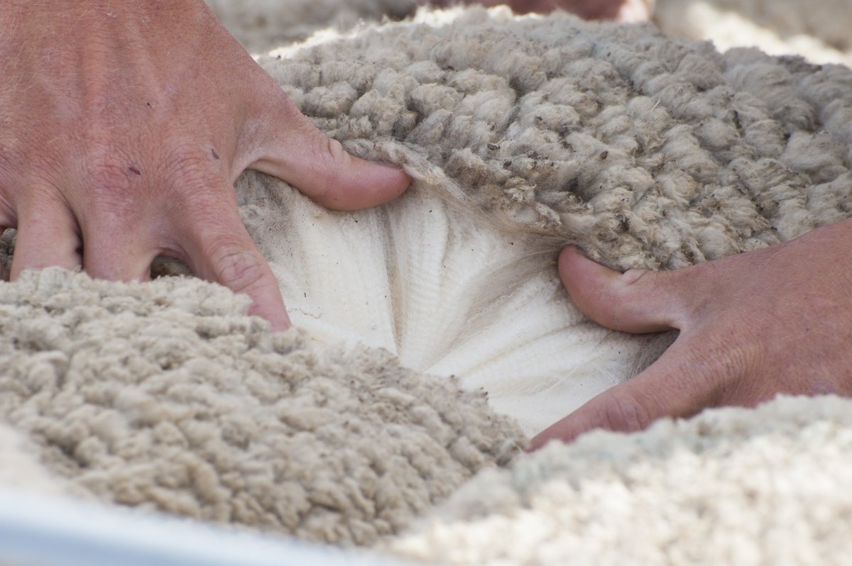 'WOOLGROWERS LISTEN UP'
WAFarmers is conducting a survey on Pain Relief/Mulesing practices in WA &amp; we need Woolgrowers to fill out the survey! Open to members &amp; non-members the survey is open until the August 15th. Take the survey to help your industry! 
 loom.ly/y-R5TIQ