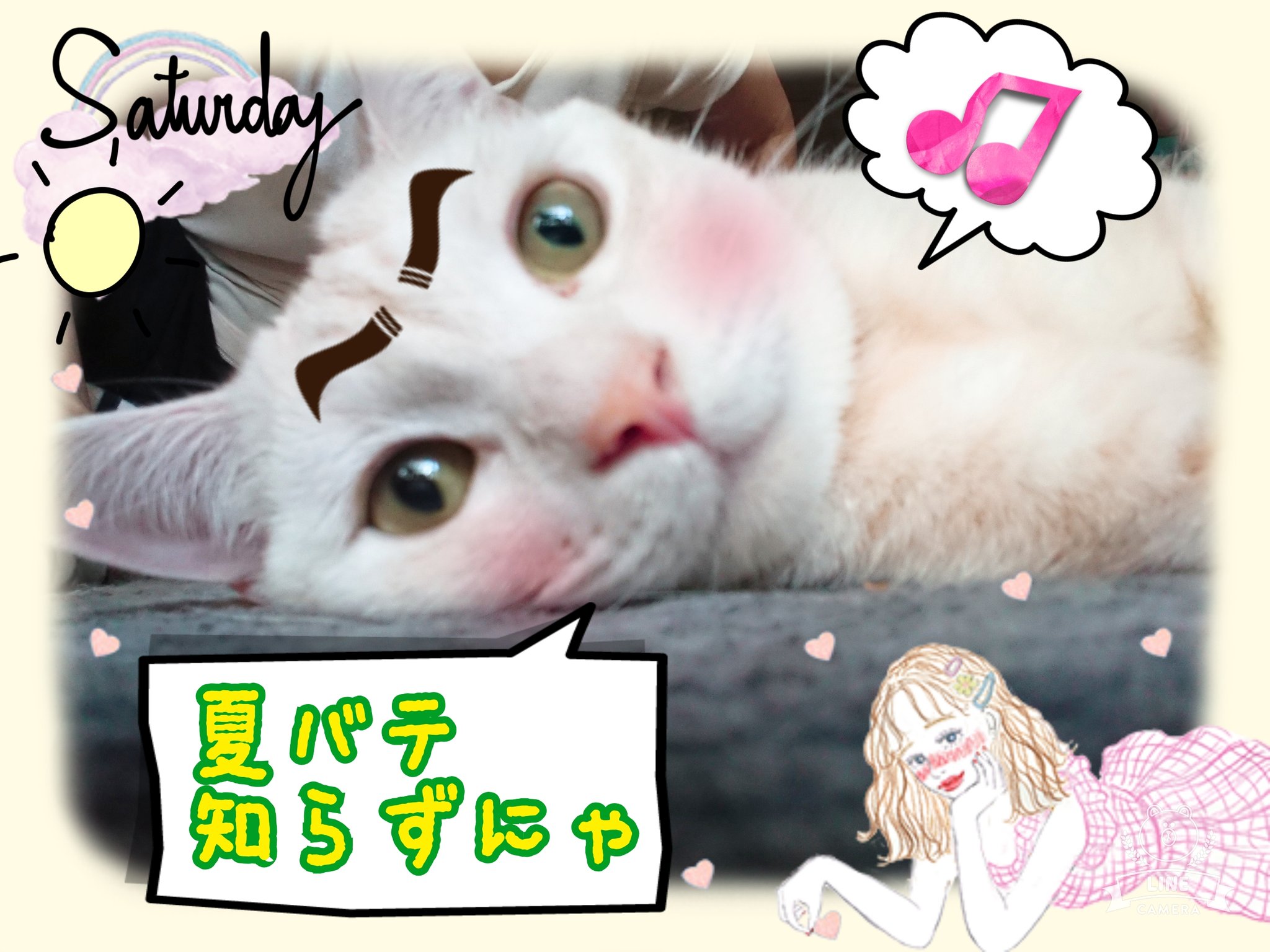 猫の夏 Twitter Search Twitter