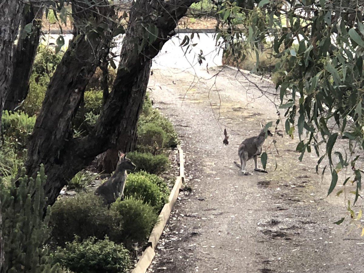 ReclaimAnglesea's tweet photo. A couple of visitors in the garden at #Anglesea this morning. It’s one of the reasons why our community values living where we do. We need to work together to ensure that we preserve this special place #SaveAnglesea @edenproject @Alcoa @surfcoastnotes @LilyDAmbrosioMP @rwynnemp https://t.co/wM5h56chvR