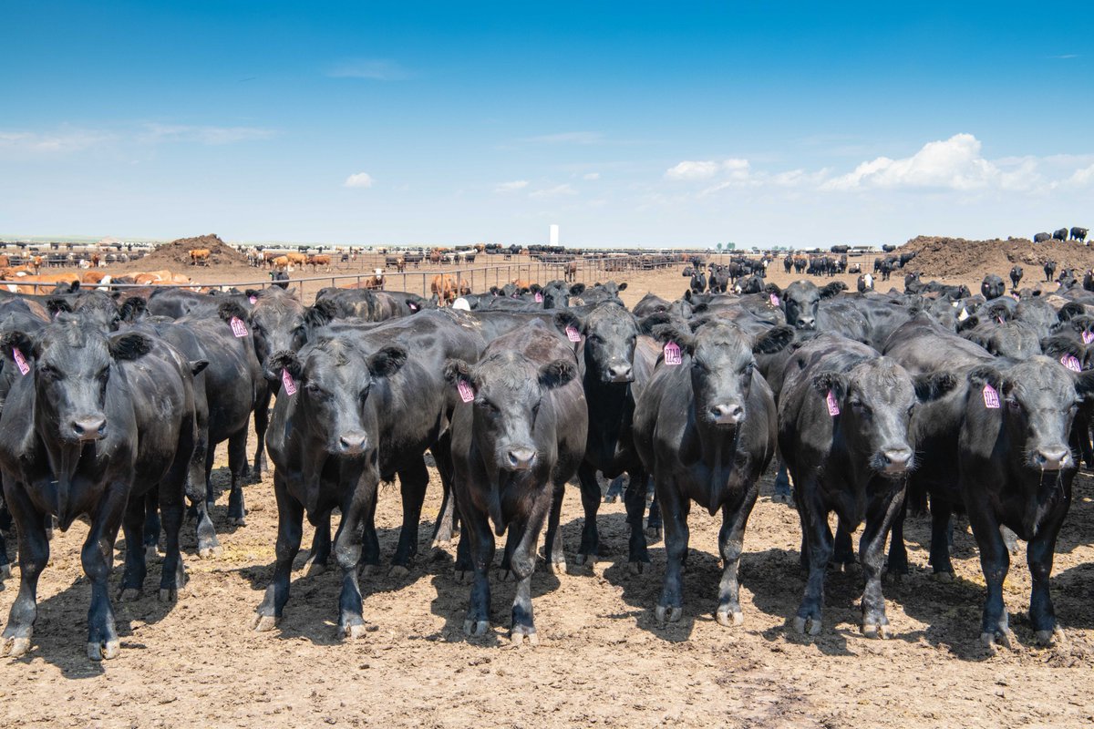 Dan Berkovitz - ARCHIVED tweet media