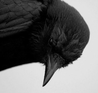 blackquillver5's tweet photo. //🦅Info/Pinned!!🖤 https://t.co/yzyf0epCGF