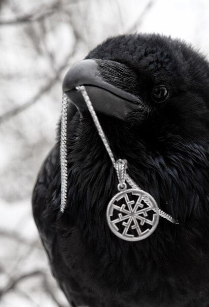 blackquillver5's tweet photo. //🦅Info/Pinned!!🖤 https://t.co/yzyf0epCGF