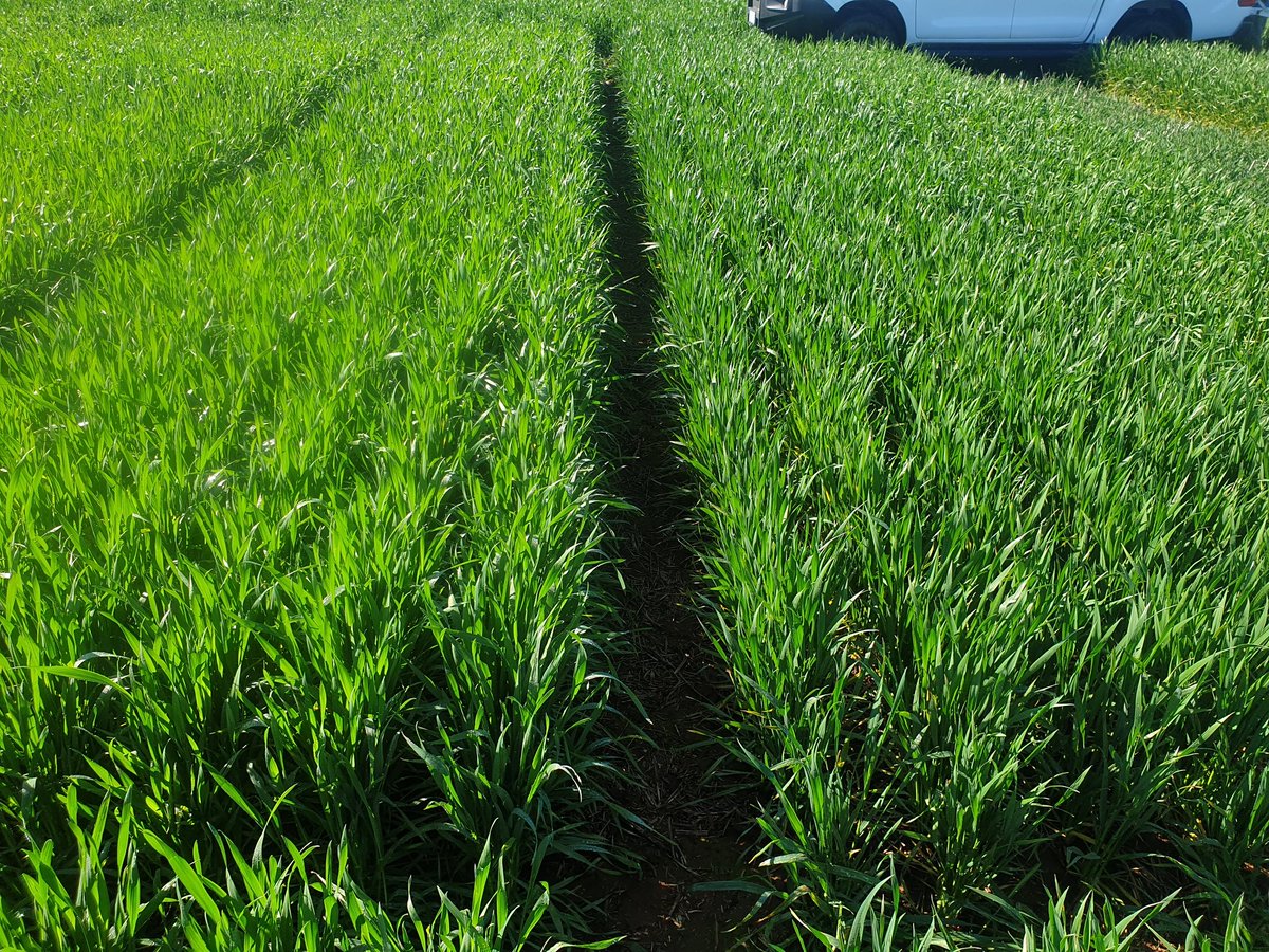 AllanRattey's tweet photo. Sheriff CL Plus (left) filling the row nicely vs Trojan, late April sowing, Wagga NVT. Both had 2 nodes and are APW https://t.co/HR4s8IFrXs