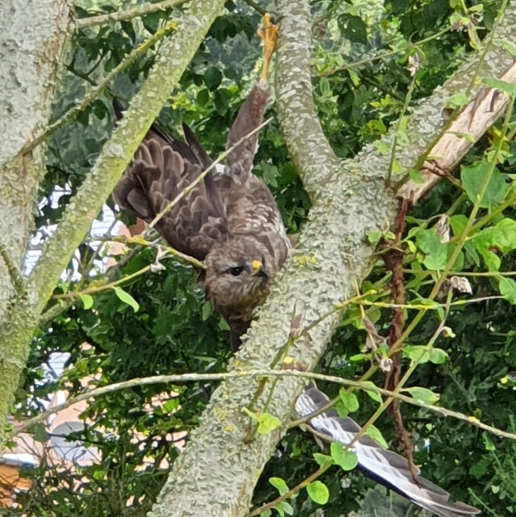 covehoneybees's tweet photo. This poor buzzard chick was stuck hanging upside down in the tree, the parent bird was calling for it for sometime.
It actually let me grab it from the tree and free it without biting me or struggling.๐
#commonbuzzard #buzzardchick #wildlifephotography #wildlife https://t.co/1JfyuTkc3c
