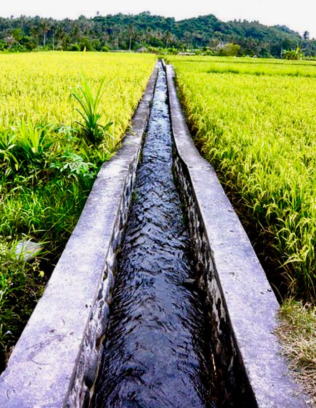 FAOIndonesia's tweet photo. Tahukah #sobatPangan bahwa air💧kita terbatas &amp; kita tdk bisa menghasilkan makanan tanpanya. 

mari bersama-sama utk:

- Gunakan air dgn bijak 💧
- Jgn sia2kan makanan ❌
- Jaga kondisi tanah agar ttp sehat 🌱
- Dukung praktik #PertanianPintar 👨‍🌾

Menuju 2030 dunia #ZeroHunger 🌎 https://t.co/UTI6itiFE7