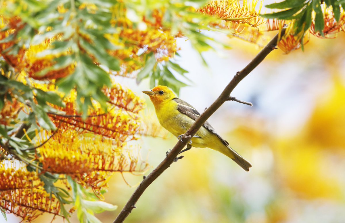 May your weekend be as vibrant and beautiful as this! 📷: Nobuo Iwata
#SouthCoastBotanicGarden #SouthBay #SCBGarden #BotanicGarden #OptOutside #NatureAwaits #LA #LosAngeles #SummerInLA #Weekend #WeekendAdventures #WeekendInLa #FridayVibes #TGIF #ABC7EyeWitness