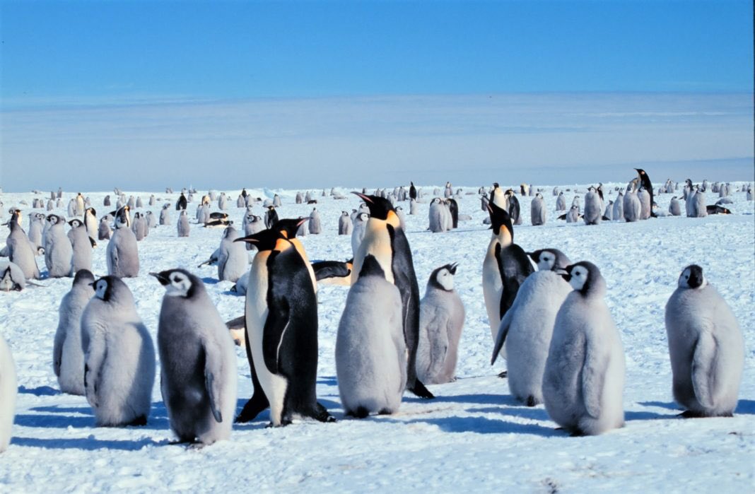 WorldAnimalNews's tweet photo. Breaking! @CenterForBioDiv Sues @realDonaldTrump Administration For Failing To Protect #EmperorPenguins From #ClimateCrisis 🐧

READ MORE: 🌍👉 https://t.co/r4i70kraNC https://t.co/BEC9nvNjk7