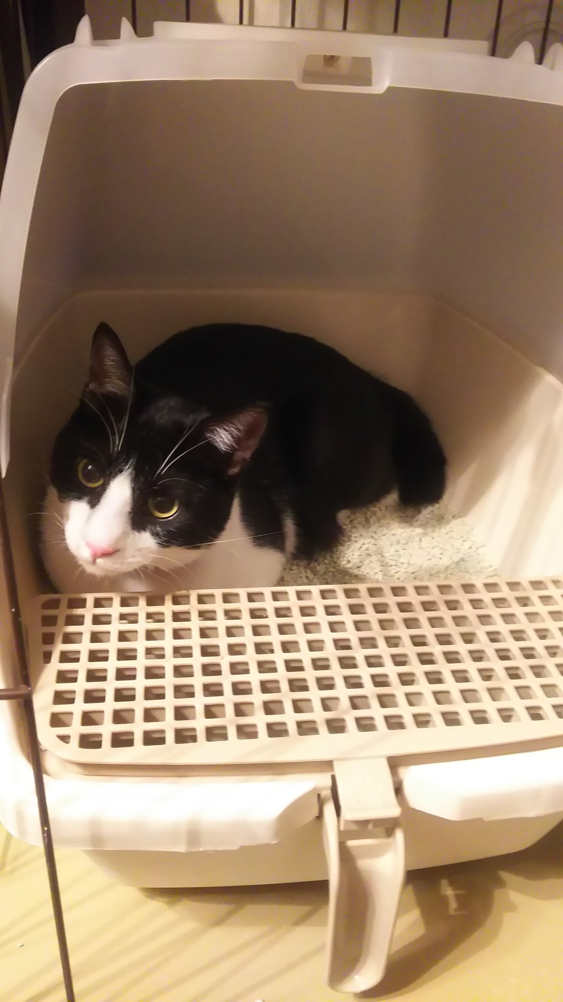 くうちゃん (@kuu_chan_dayo) / X