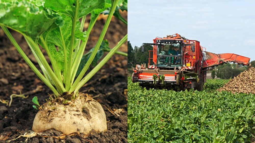 MoreToSugar's tweet photo. #SugarBeets are a root crop, and they flourish in cooler climates where the soil is rich and the growing season is about five months long. Learn more about where sugar comes from: https://t.co/hRaKZmmuMo https://t.co/fxhnSf4Uov