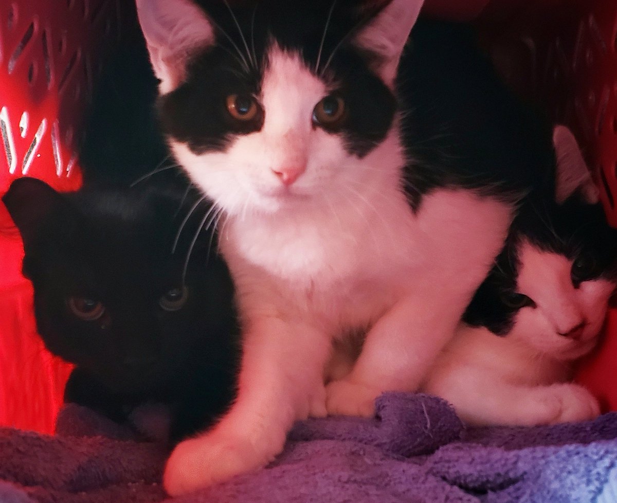 AdoptBingosCats's tweet photo. #These3 💕 Bruster, Hazy, Chicco 3 mo old #kittens in #buckscountypa #philly #bristol #levittown #langhorne born in #trevose #adoptables https://t.co/XG76Gi1c1N
