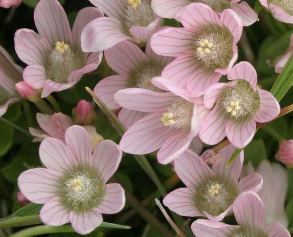 Bog Pimpernel *･ﾟ✧ this baby is v delicate and tender. Don’t get too close to this flower as they’re likely to break as soon as they’re touched! 