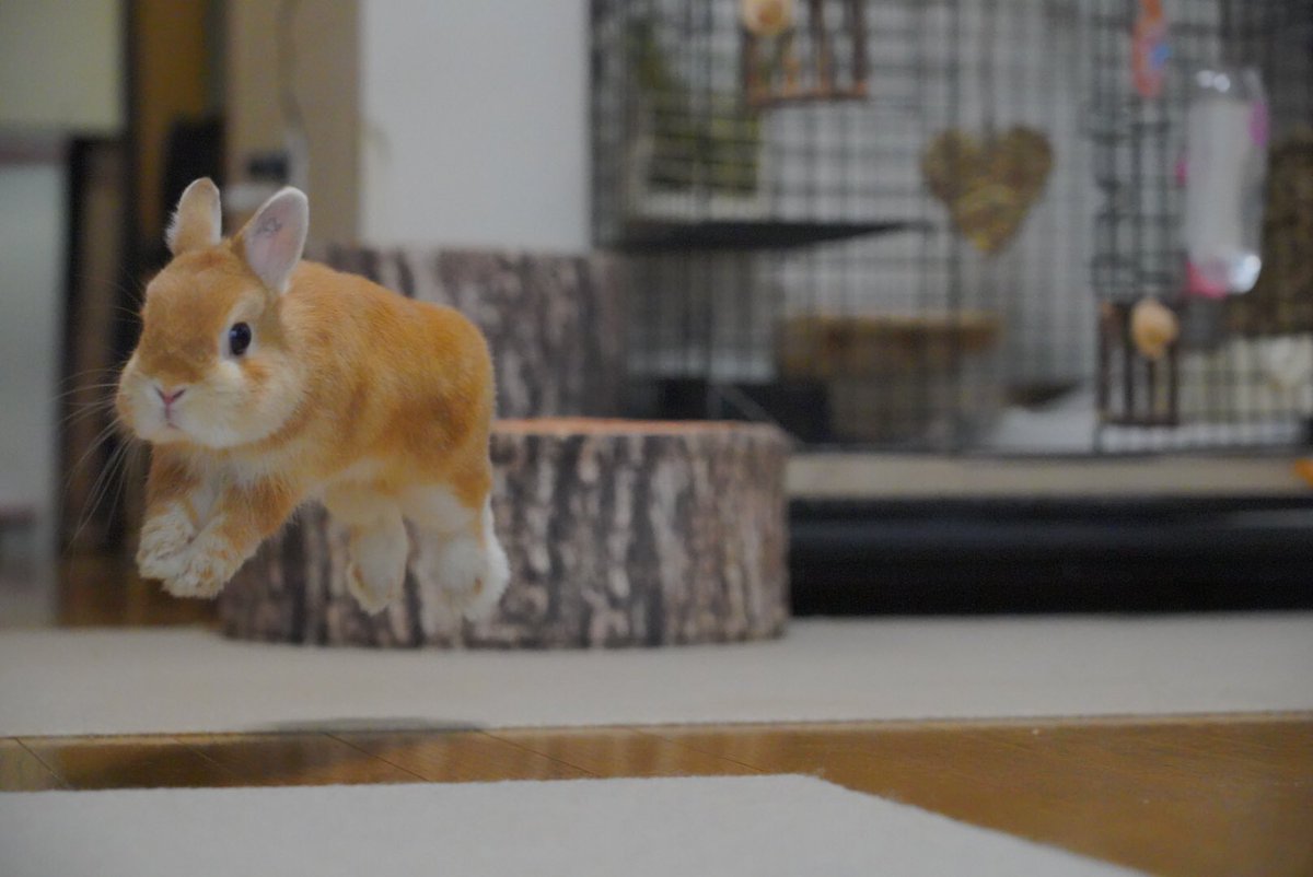 _peterpom_'s tweet photo. おはようさぎ
#ohayo #goodmorning #rabbit #flyingrabbit https://t.co/Piceietylc