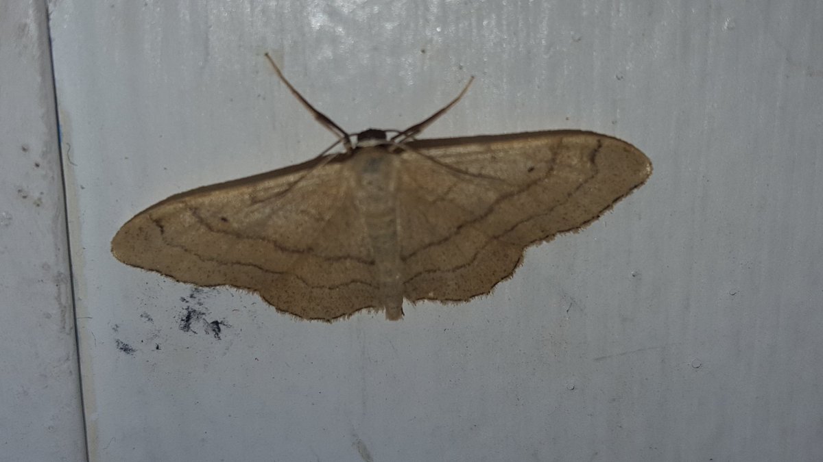 CallyDay's tweet photo. Just went to let the dog out and found a #ribandwave #moth resting on the door surround. #ButterflyCount @savebutterflies @ReevesLj @BBCSpringwatch https://t.co/bfrobcpQ1q