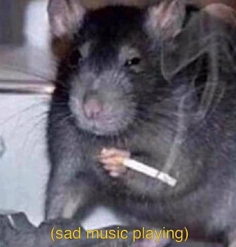 RatQueen666's tweet photo. felt cute, might delete later https://t.co/dtkO9y2pHY
