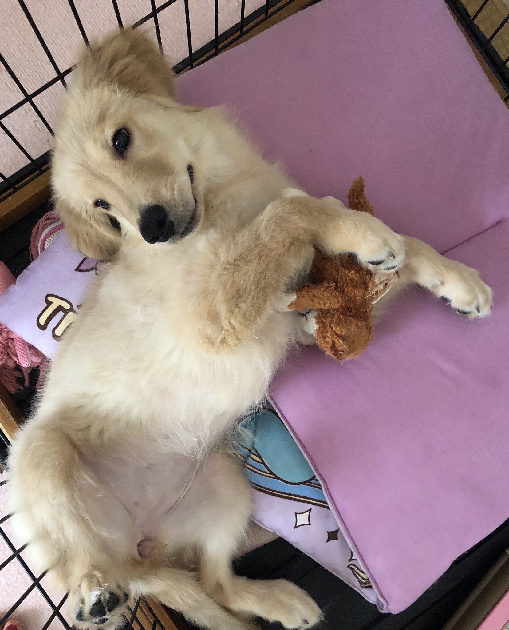 犬ポーズ Twitter Search Twitter