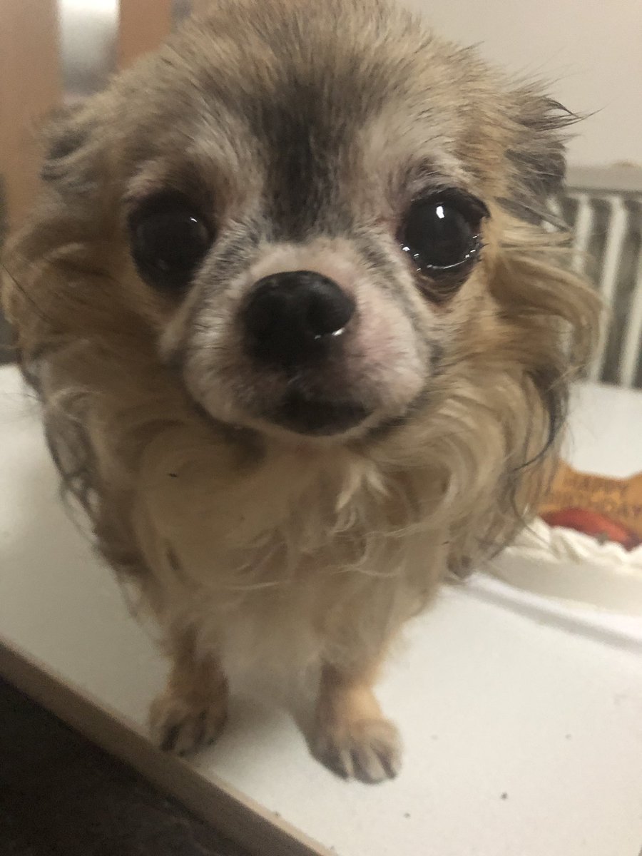 Formosa60359811's tweet photo. @luciacaliente @Greencottage411 @scottyandsimone @GSDinSeattle Thank you so much beautiful Lucia❣️We really want meet you all and play together❣️Bebe would be 
so happy to see beautiful you and lovely Koko, Coraz'on❣️❣️We love you all so very much❤️❤️❤️❤️❤️ https://t.co/8XViyv8fsl