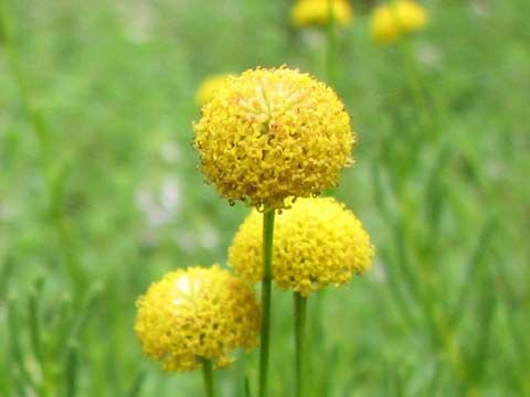 メリアルーム 土日祝いいね お休みです V Twitter 今日の花 8月3日の誕生日花は サントリナ 花言葉は 移り気な人 この日生まれの人は熱しやすく 冷めやすい性格です いろいろな趣味を持っているので交友関係も広いです 8月3日 誕生花 花言葉