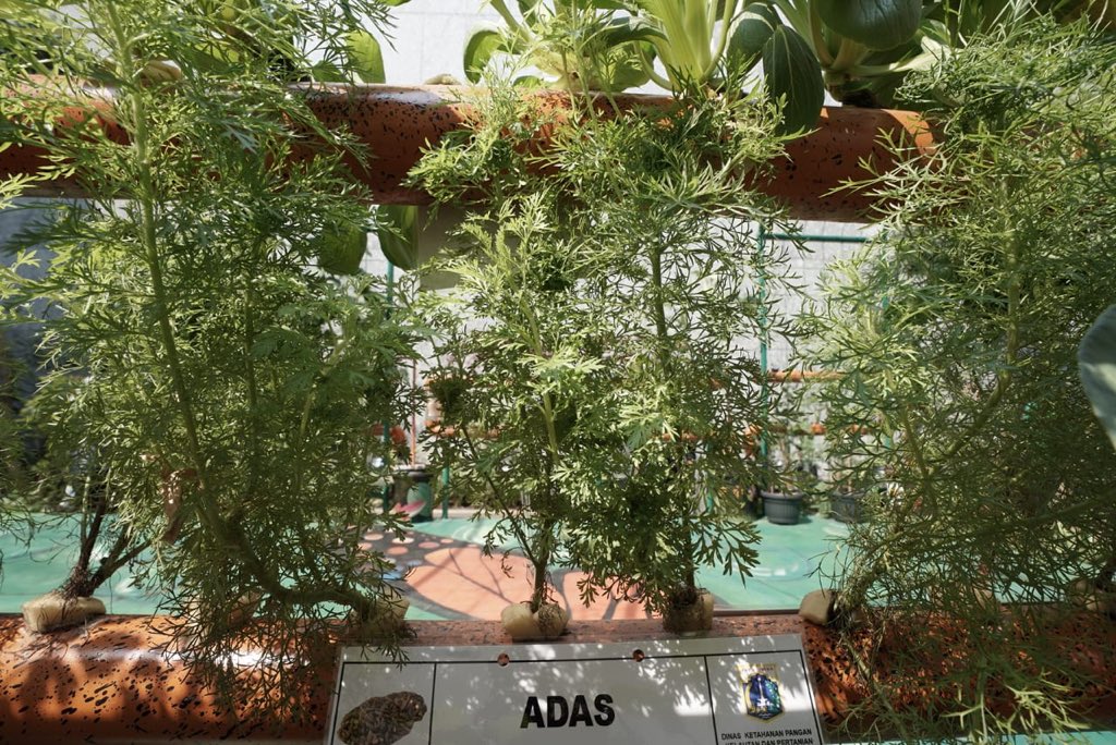 aniesbaswedan's tweet image. Alhamdulillah, kita bersyukur sekali. Sekarang Balaikota punya kebun, Balkot Farm. Ukurannya tidak besar, tapi InsyaAllah dampaknya besar...

#BalkotFarm
#UrbanFarming
facebook.com/18283837175315…