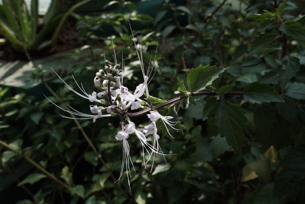 aniesbaswedan's tweet image. Alhamdulillah, kita bersyukur sekali. Sekarang Balaikota punya kebun, Balkot Farm. Ukurannya tidak besar, tapi InsyaAllah dampaknya besar...

#BalkotFarm
#UrbanFarming
facebook.com/18283837175315…