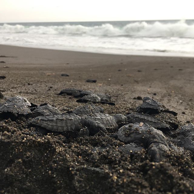 exploreindigo's tweet photo. Today we had the biggest turtle release of the year so far! Some 240 olive ridleys hatched at Tortugario el Banco!
.
.
.
#indigoexpeditions
#explorewithindigo
#conservationoptimism
#wildlifeconservation
#seaturtles https://t.co/ri2Z3Fx1bP https://t.co/HwqoivJelK