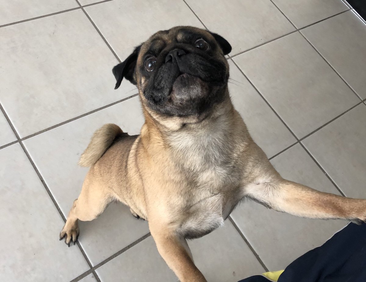 DexterElPug's tweet photo. Muy atento a la seccion de cuidado de los pugs 🤓 con @isabelposadas_ https://t.co/XPfH9EK46E