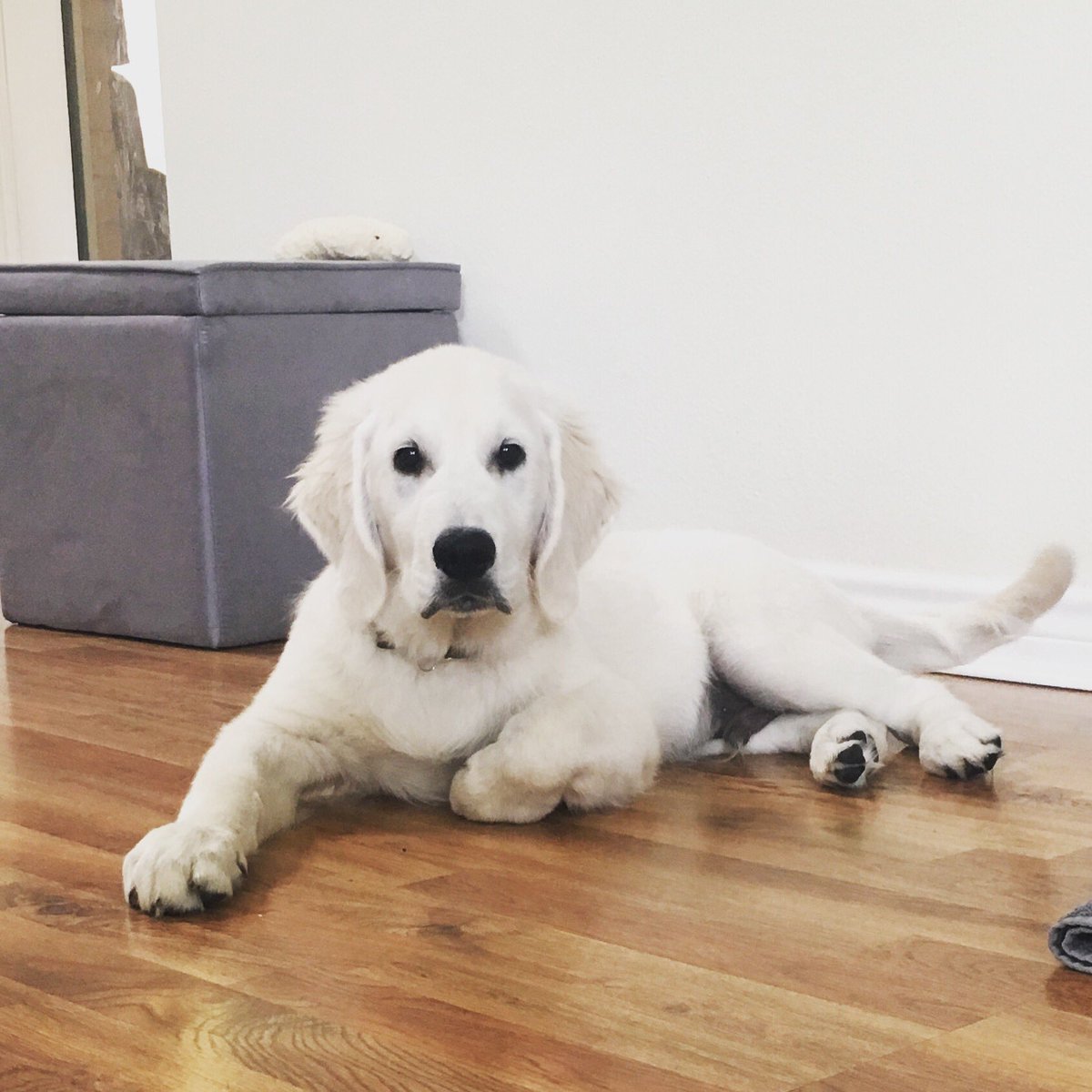 Aspentree58's tweet photo. Paxton, 15 weeks. #englishcreamgoldenretriever https://t.co/vwdoSbqL7J