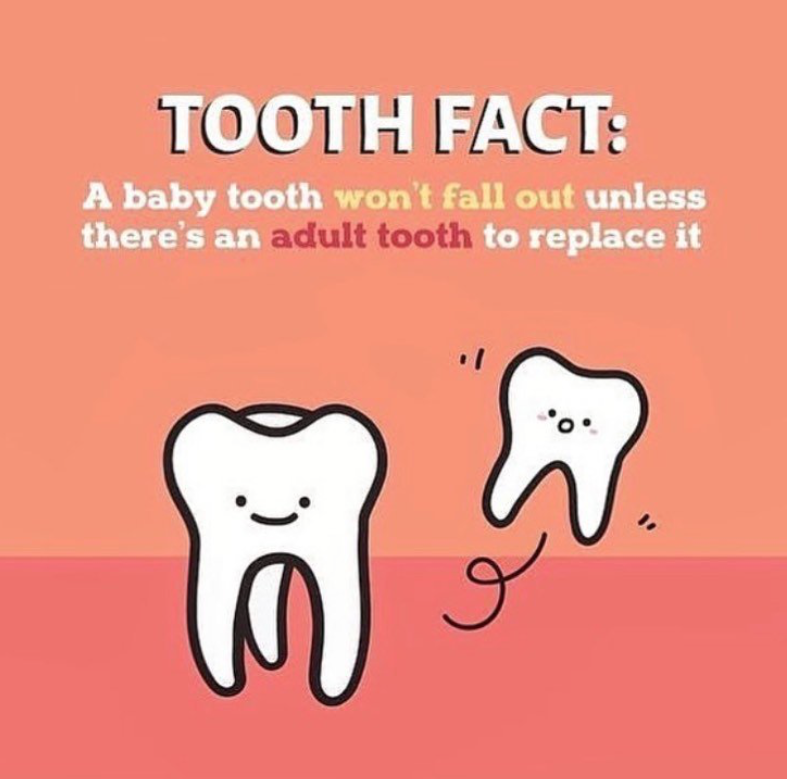 DentistryTfi's tweet photo. #toothfact #babytooth #adulttooth  
#tfidentistry 
#notmyimage https://t.co/RGnF2mbqDD