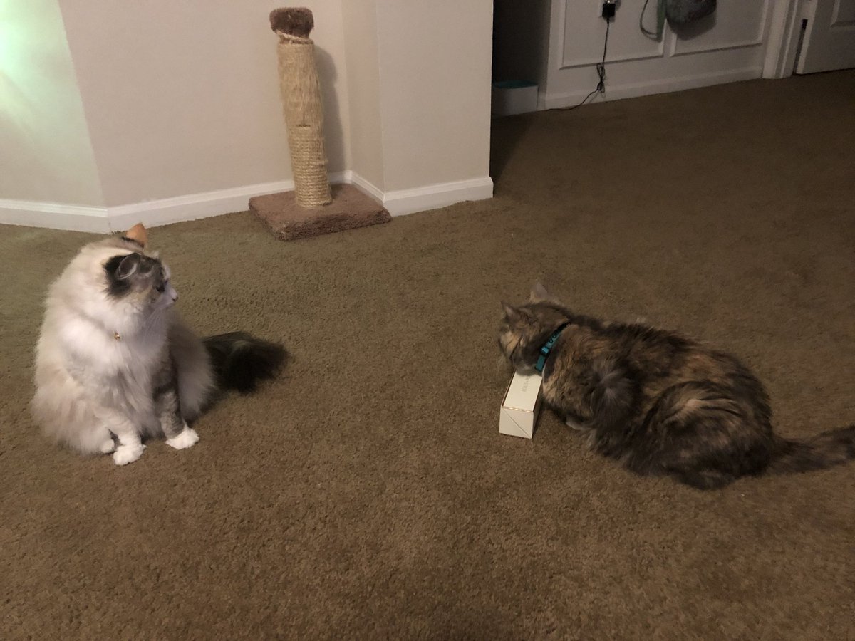 weimeows's tweet photo. #mine #fight #dominate #CatsOfTwitter  #boyfriend https://t.co/eSM1idb3VN