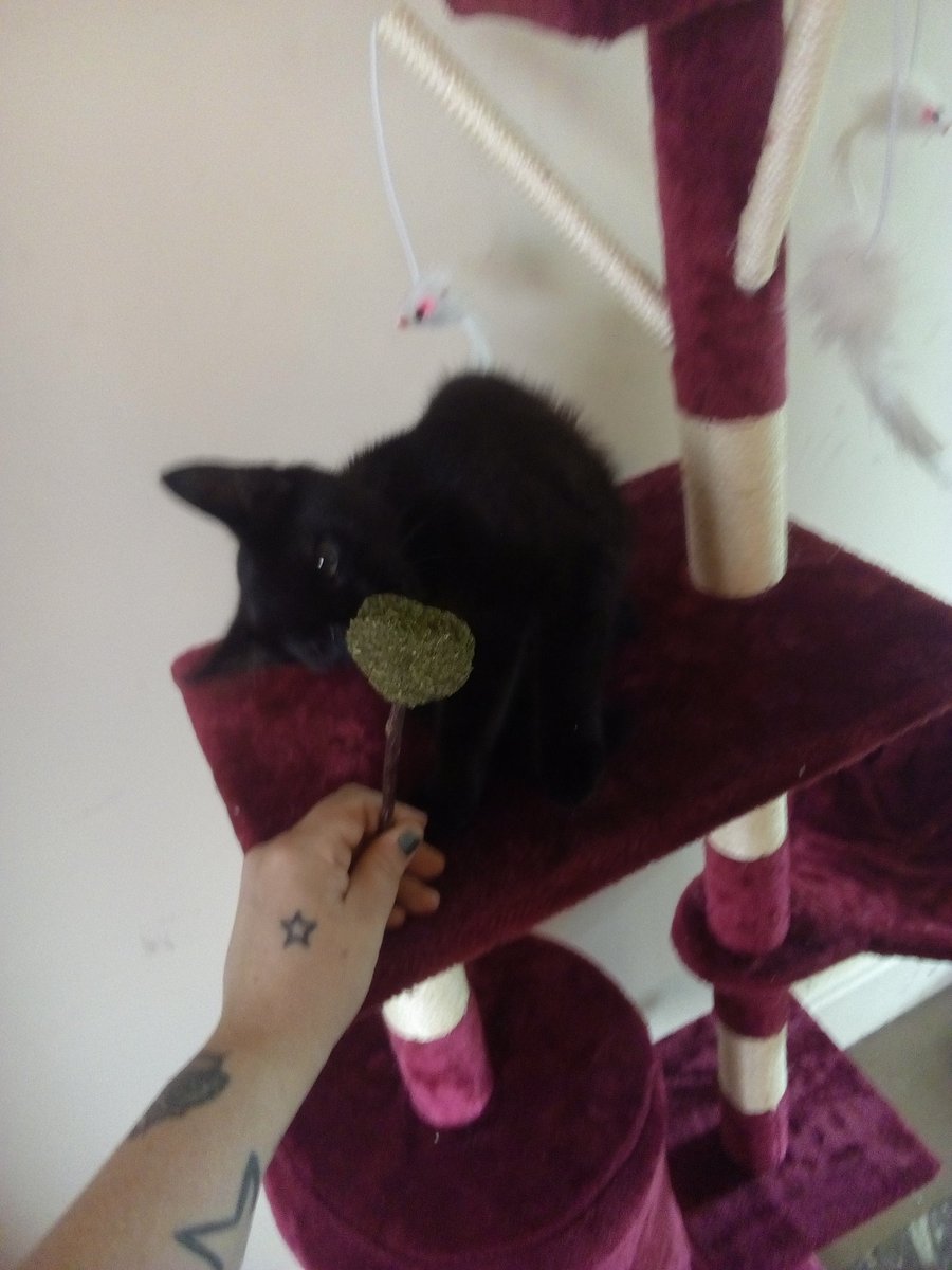 Fiona92577914's tweet photo. Okay I'm still struggling to stick to a name for my VERY SKITTY KITTY! she's fabulous she's VERY lively and funny goes in random mads all the time she's just brilliant!

She's black with chocolate stripes

mum wants to call her beans 😂😂

#namea #ideas #cats #CatsOfTwitter https://t.co/znbzckH8QP